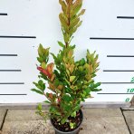  Jahodovec obyčajný (Arbutus unedo - Litchi) - výška 40-60 cm, kont. C3L